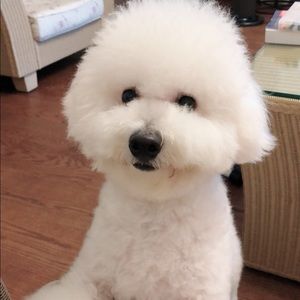 Meet your Posher, Iris